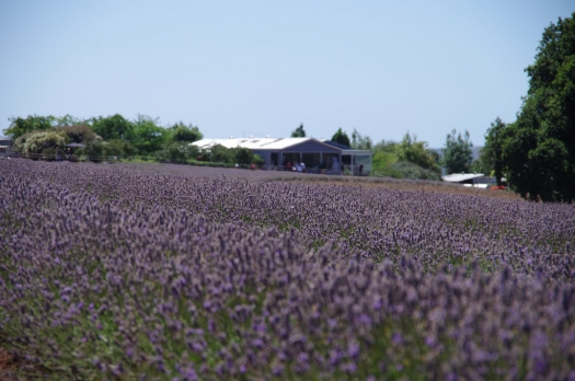 bridestowe_lavender_farm.jpg